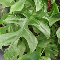 Rhaphidophora tetrasperma mini monstera