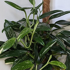 Monstera Standleyana Plant