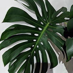 Monstera deliciosa Swiss Cheese Plant Hurricane leaf