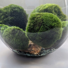 Marimo Moss Balls aegagropila linnaei