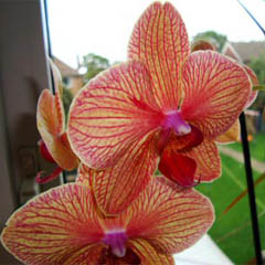 Phalaenopsis Moth Orchid