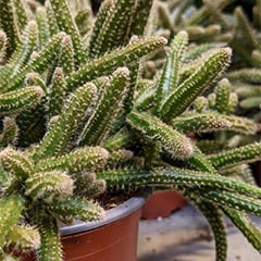 Rhipsalis Baccifera Horrida Mouse Tail Cactus