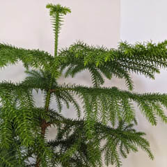 Norfolk Island Pine Araucaria heterophylla