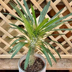 Pachypodium Lamerei Madagascar Palm