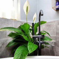Spathiphyllum Peace Lily