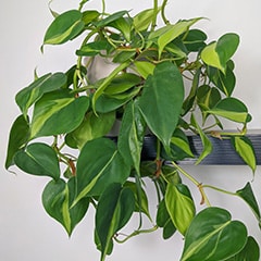 Philodendron Brasil plant on a black shelf