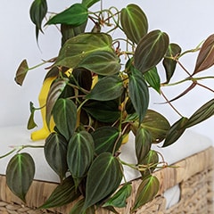 Philodendron Micans plant