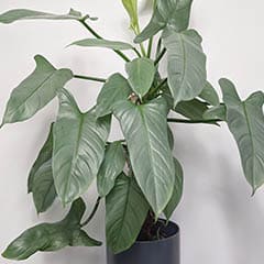 Philodendron Silver Sword