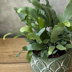 phlebodium aureum blue star fern