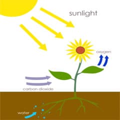 Photosynthesis Light Water