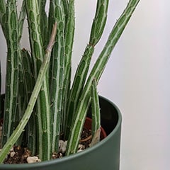 The stems of a pickle plant aka kleinia stapeliiformis