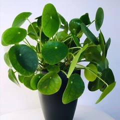 Pilea Peperomioides Chinese Money Plant Pancake Plant