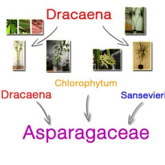Understanding Plant Names