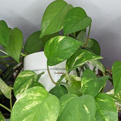 Epipremnum Aureum Pothos Devils Ivy Scindapsus