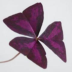 Oxalis Purple Shamrock False Love Plant
