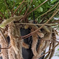 Rabbits foot fern davallia humata tyermanii