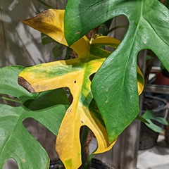 rhaphidophora tetrasperma yellow leaf