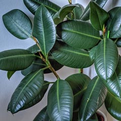 Ficus elastica Rubber Plant Tree