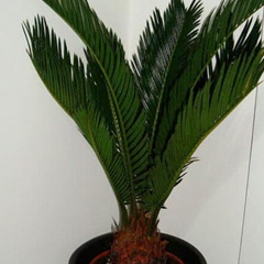 Cycas Revoluta Sago Palm