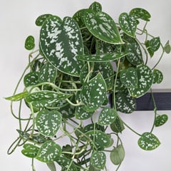 Satin Pothos Scindapsus pictus