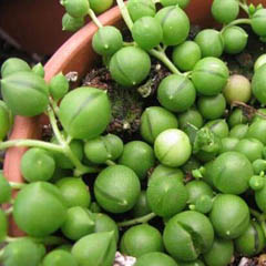 Senecio String of Pearls Beads Bananas