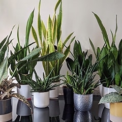 Different Snake Plants varieties