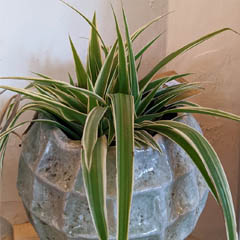 Chlorophytum Spider Plant