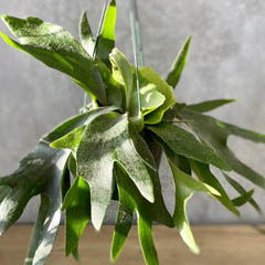 Staghorn Fern Platycerium bifurcatum