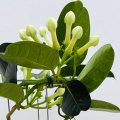Stephanotis floribunda Madagascar Jasmine