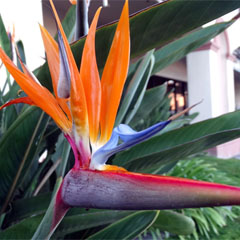 Bird of Paradise Strelitzia