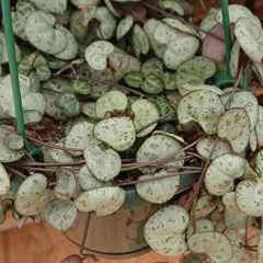 Ceropegia Woodii String of Hearts Rosary Vine