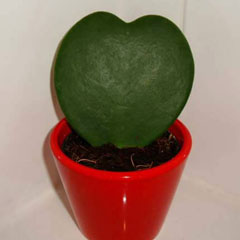 Hoya Kerrii Sweetheart Plant Valentine Hoya