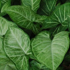 Syngonium podophyllum Arrow Head Goose Foot Plant