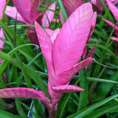 Tillandsia Blue Flowered Torch Pink Quill Plant