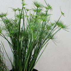 Umbrella Grass Cyperus Alternifolius Papyrus