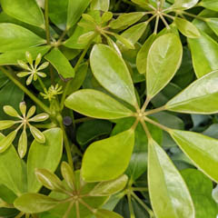 Umbrella Plant Schefflera Heptapleurum