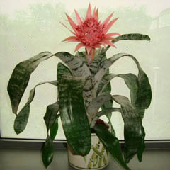 Aechmea Fasciata Urn Plant Silver Vase Plant