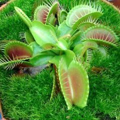 Dionaea muscipula Venus Flytrap