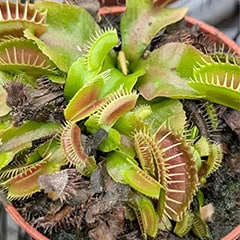 An ill looking Venus Flytrap