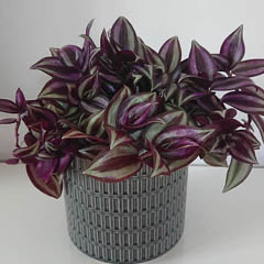 Tradescantia Zebrina Wandering Jew Inch Plant