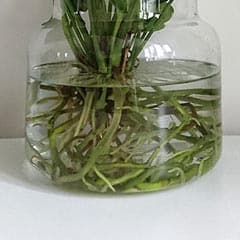 How to Grow Houseplants In Water