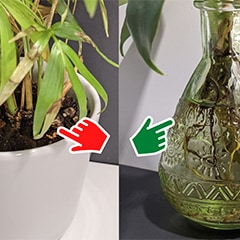 Plant grown in waterlogged soil and one in a vase of just water
