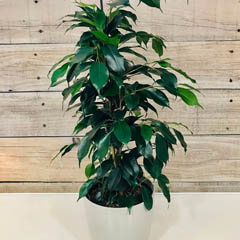 Ficus Benjamina Weeping Fig