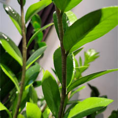 Zamioculcas Zamiifolia ZZ Plant