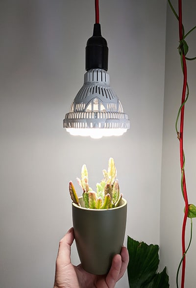 Grow light switched on with a houseplant being held underneath