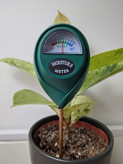 moisture meter in potting compost with a rubber plant in the background