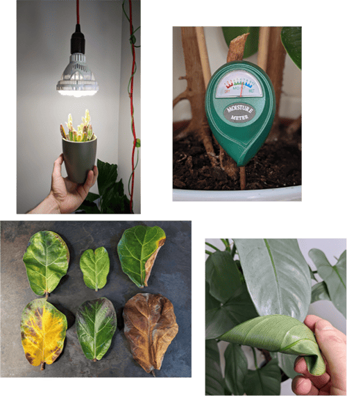 Four photos, one showing a plant being held under a grow light another with a moisture meter pushed into a potting mix, the third photo is a collection of six fiddle-leaf fig leaves with different issues and the final photo shows a close up of a Philodendron Silver Sword with a leaf being turned over