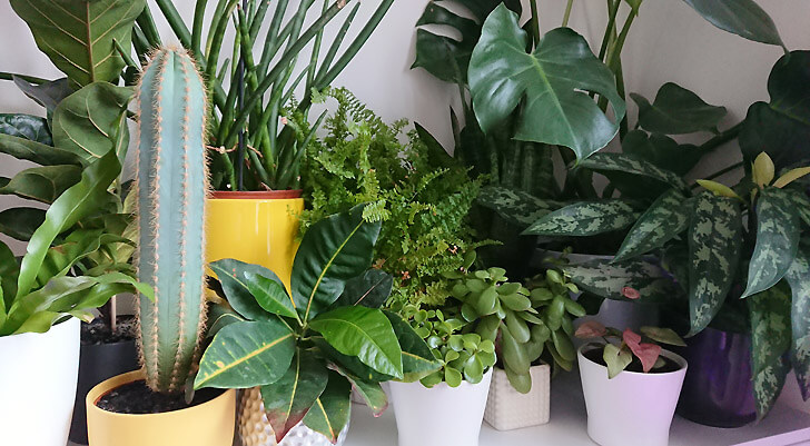 Many different houseplants posed for a photo