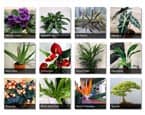 Our Plant Hub Page - containing lots of indoor plant profiles
