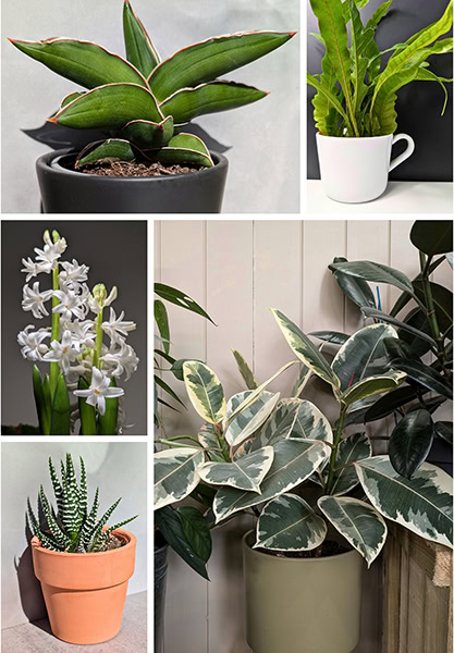 Collection of three photos, one shows a group of Cuddly Cactus plants, the second shows two different snake plants and the third is a photo of a Spider Plant